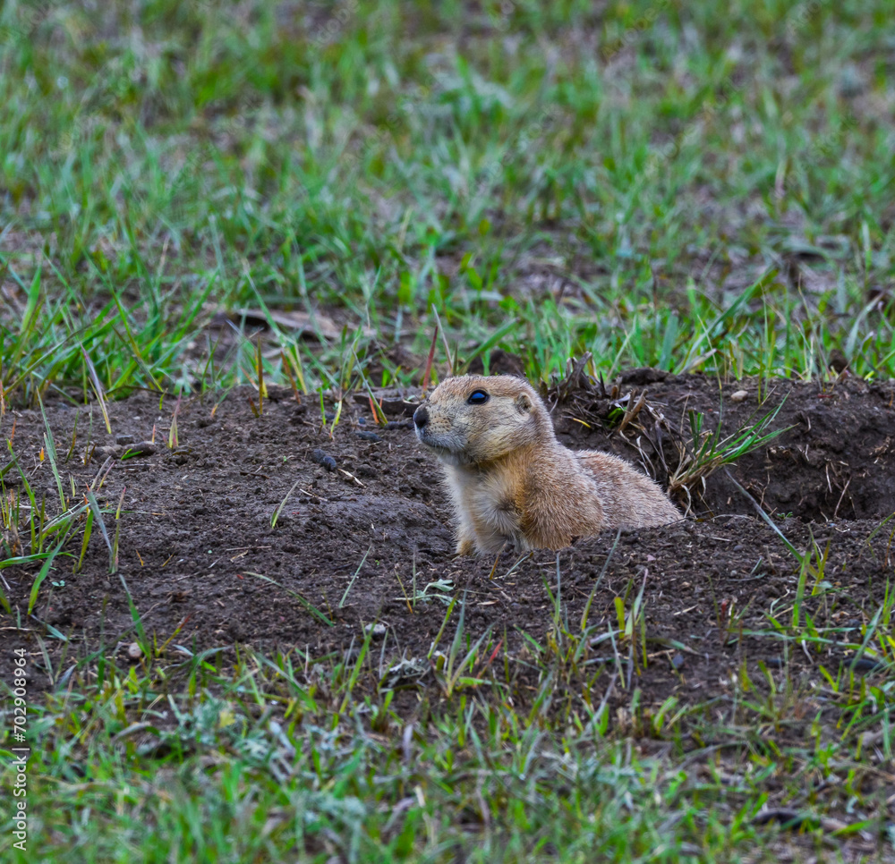 The black-tailed prairie dog (Cynomys ludovicianus), Theodore Roosevelt National Park The black-tailed prairie dog (Cynomys ludovicianus), Theodore Roosevelt National Park