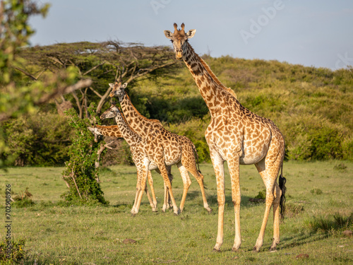 A tower of Masai giraffe (Giraffa tippelskirchi or Giraffa camelopardalis tippelskirchi), Mara Naboisho Conservancy, Kenya. © Gunter