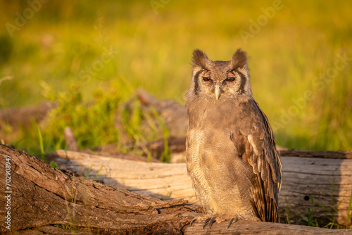Verreaux's Eagle Owl, Bubo lacteus, also known as the milky eagle owl or giant eagle owl, is the largest owl in Africa, Mara Naboisho Conservancy, Kenya. photo