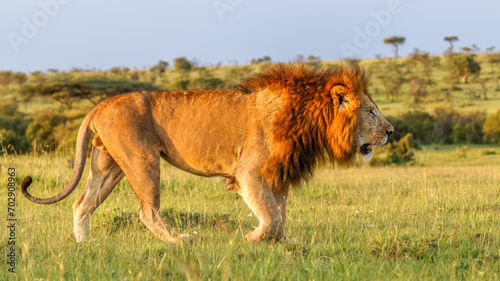Male lion ( Panthera Leo Leo) walking, Mara Naboisho Conservancy, Kenya.