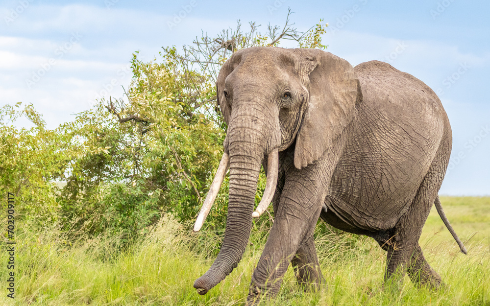 Obraz premium Elephant ( Loxodonta Africana) walking, Olare Motorogi Conservancy, Kenya.