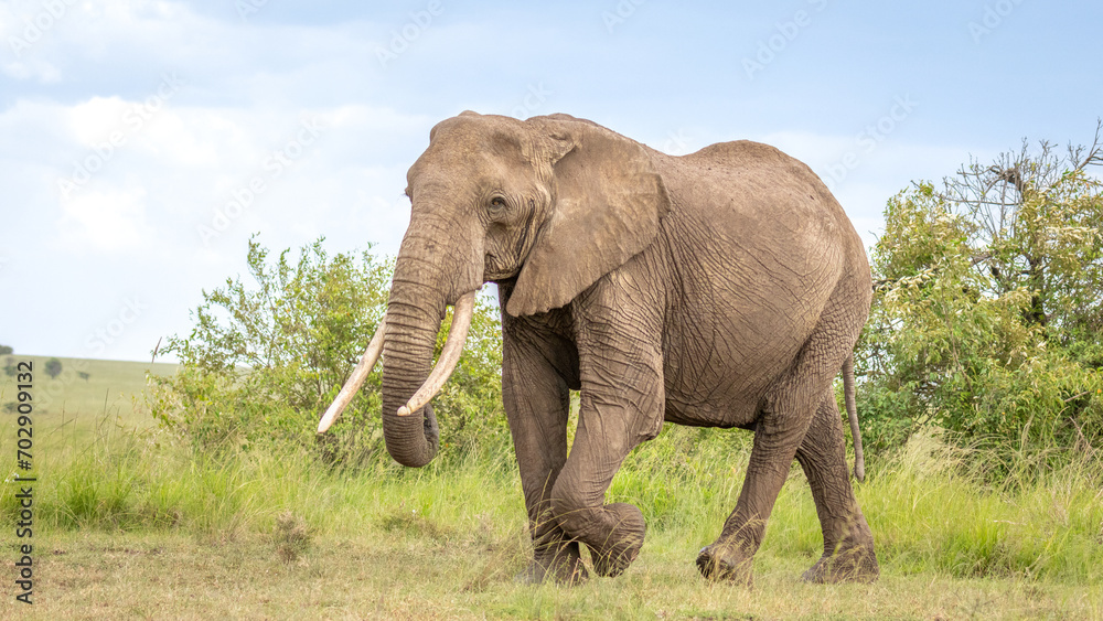 Elephant ( Loxodonta Africana) walking, Olare Motorogi Conservancy, Kenya.