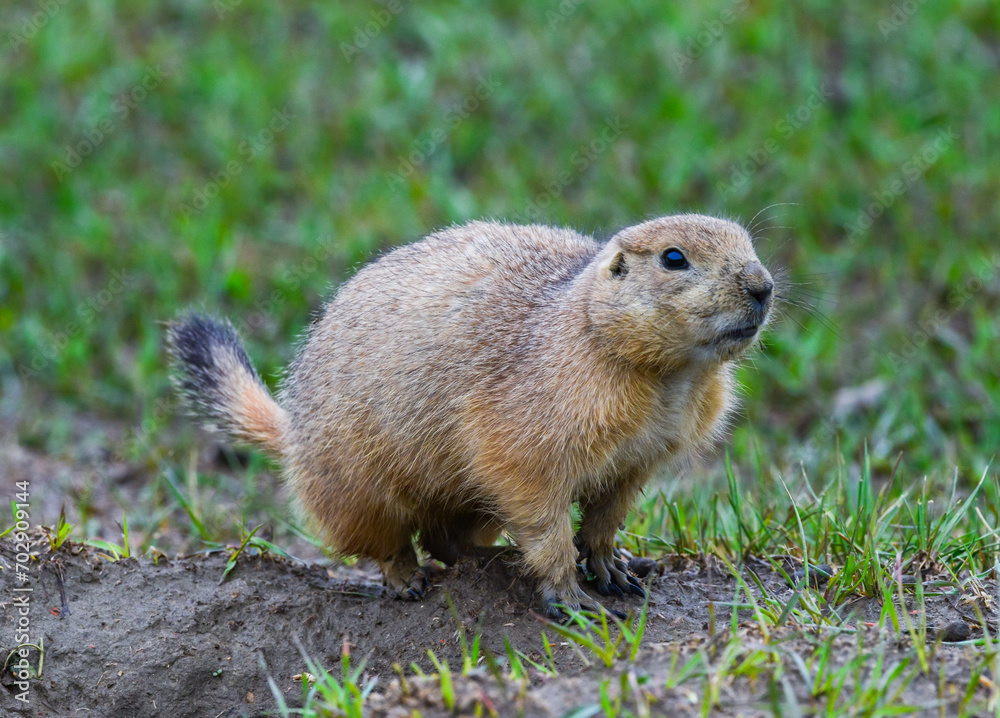 The black-tailed prairie dog (Cynomys ludovicianus), Theodore Roosevelt National Park The black-tailed prairie dog (Cynomys ludovicianus), Theodore Roosevelt National Park