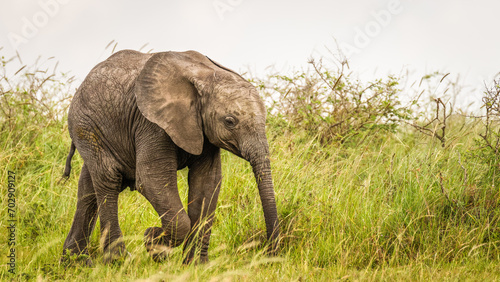 Elephant calf   Loxodonta Africana   Olare Motorogi Conservancy  Kenya.