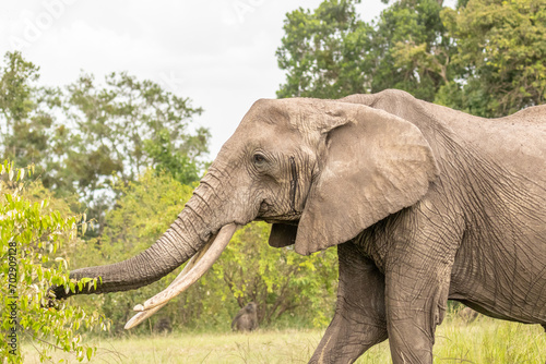 Elephant ( Loxodonta Africana) eating from a bush, Olare Motorogi Conservancy, Kenya.