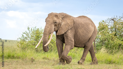 Elephant   Loxodonta Africana  walking  Olare Motorogi Conservancy  Kenya.