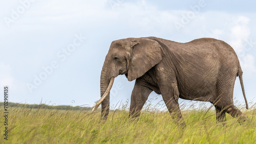 Elephant   Loxodonta Africana  grazing  Olare Motorogi Conservancy  Kenya.