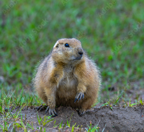 The black-tailed prairie dog (Cynomys ludovicianus), Theodore Roosevelt National Park photo