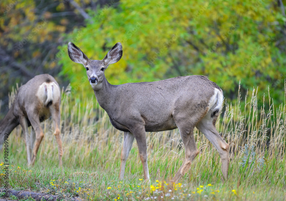 The mule deer (Odocoileus hemionus), animals in a meadow among green grass looking forward The mule deer (Odocoileus hemionus), animals in a meadow among green grass looking forward