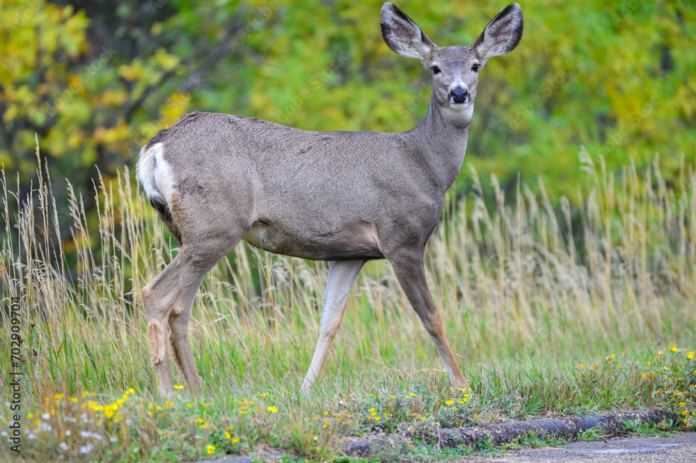 The mule deer (Odocoileus hemionus), animals in a meadow among green grass looking forward The mule deer (Odocoileus hemionus), animals in a meadow among green grass looking forward