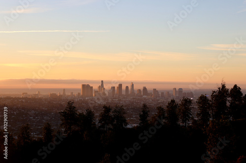 tree silhouette in front of the city skyline