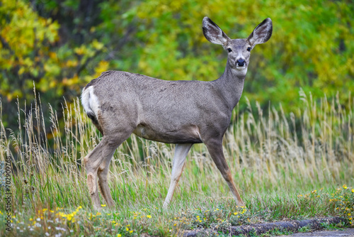 The mule deer (Odocoileus hemionus), animals in a meadow among green grass looking forward