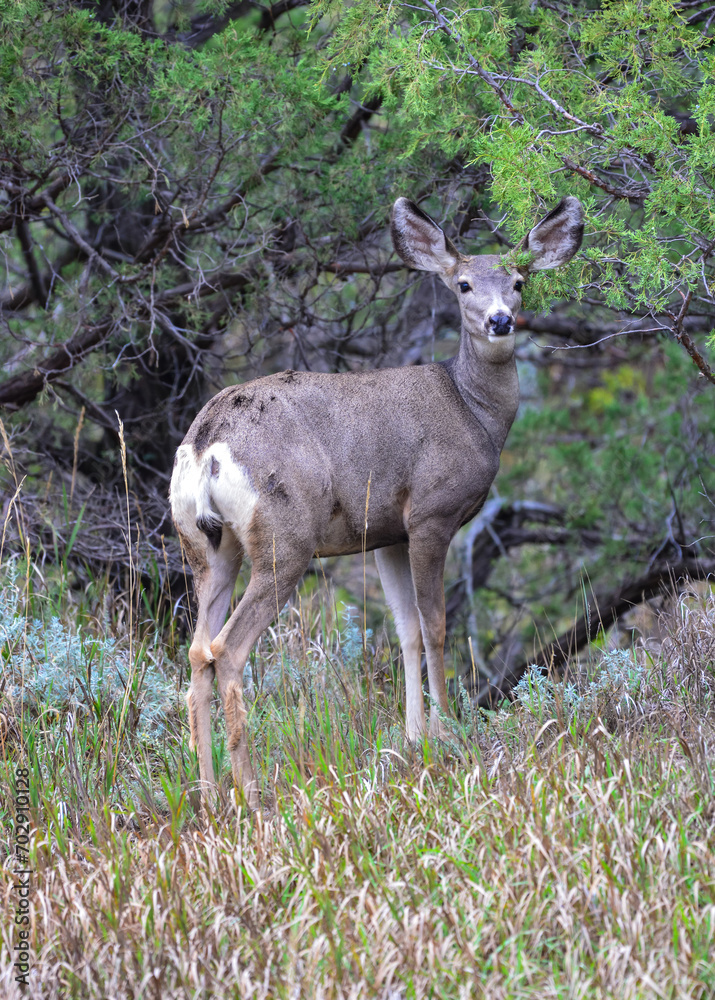 The mule deer (Odocoileus hemionus), animals in a meadow among green grass looking forward The mule deer (Odocoileus hemionus), animals in a meadow among green grass looking forward