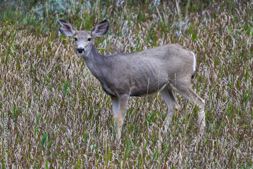 Fototapeta Naklejka Na Ścianę i Meble -  The mule deer (Odocoileus hemionus), animals in a meadow among green grass looking forward