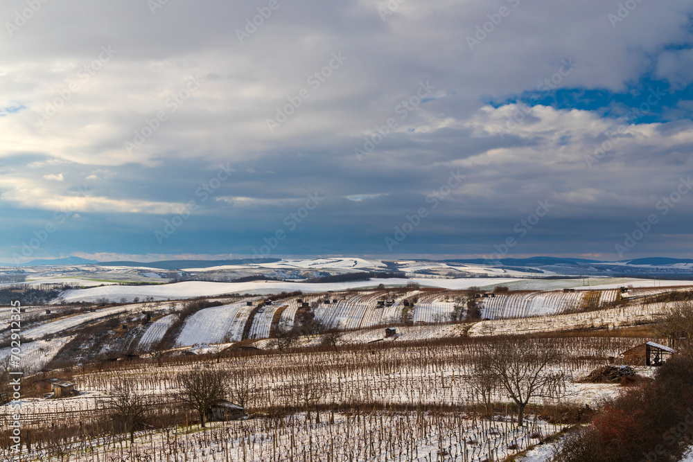 Winter vineyard near Mutenice, Southern Moravia, Czech Republic