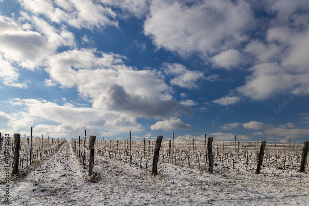 Winter vineyard near Mikulov, Palava region, Southern Moravia, Czech Republic