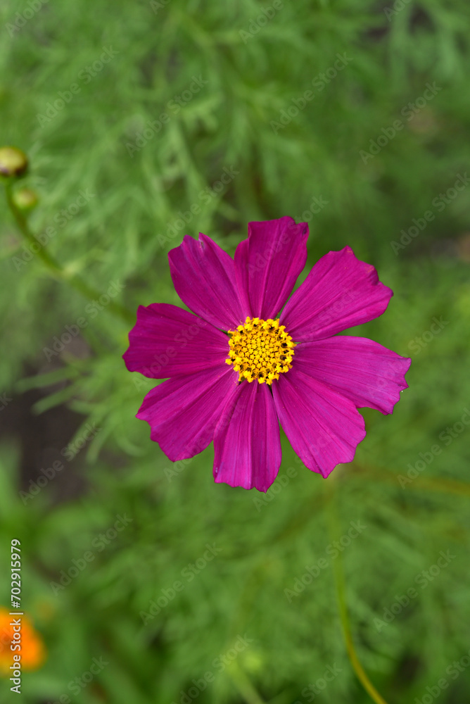 Pulchra rubrum cosmea flores in horto vesperum. Magna florum et bokeh. Cosmos bipinnatus. Pulchra rubrum cosmea flores in horto vesperum. Magna florum et bokeh. Cosmos bipinnatus.