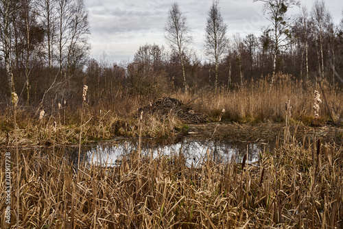 Żeremie rodziny bobrów, przygotowania do zimy photo