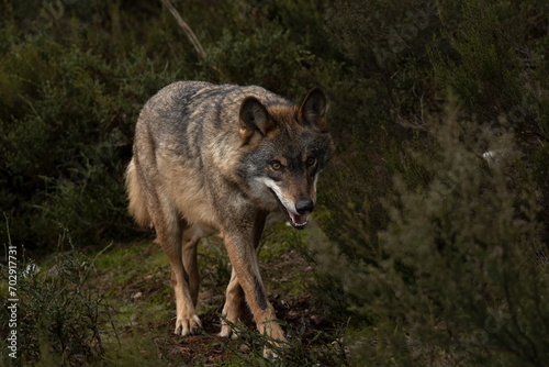 Lobo iberico