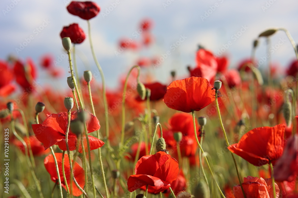 Obraz premium Mohnblumen Wiese