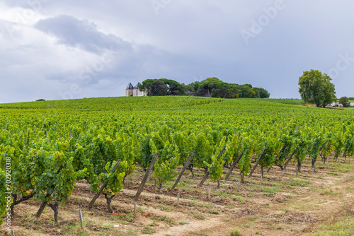 Typical vineyards near Chateau d Yquem, Sauternes, Bordeaux, Aquitaine, France photo