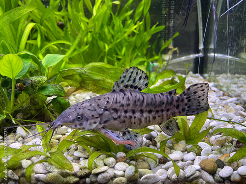The Megalechis thoracata closeup is a freshwater fish photo