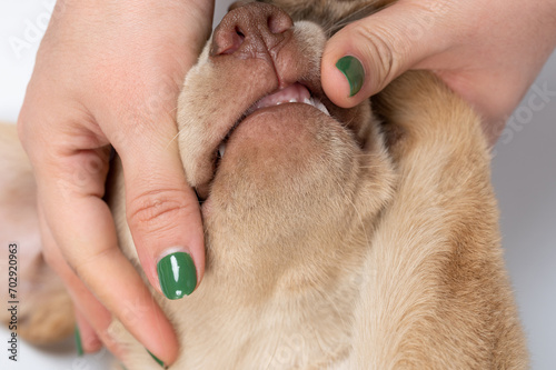Treatment teeth labrador dog © PixieMe