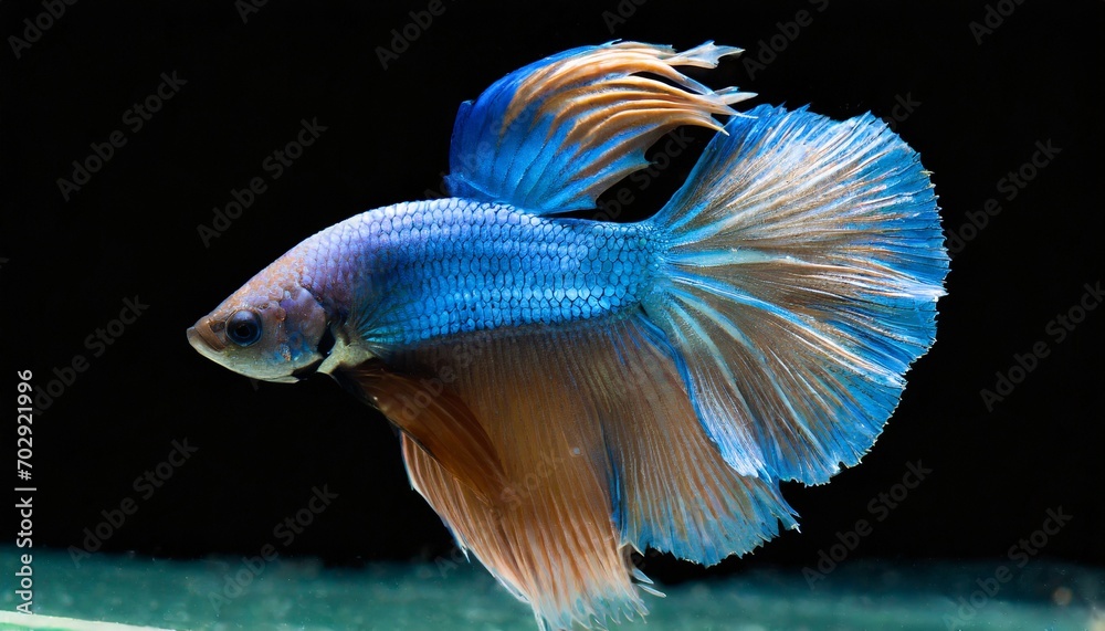 Fototapeta premium Siamese fighting fish in aquarium