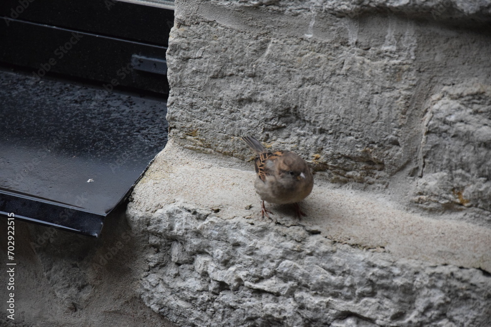 Naklejka premium sparrow in the street