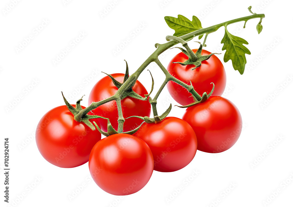 Branch of fresh delicious tomatoes, cut out Branch of fresh delicious tomatoes, cut out
