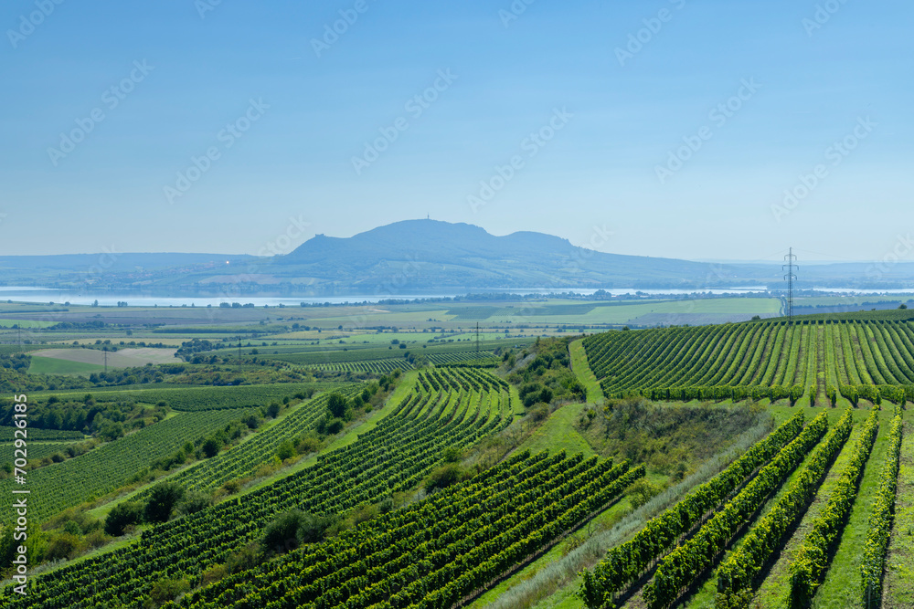 Vineyards under Palava,  Southern Moravia, Czech Republic