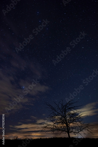 tree with starry sky before dawn