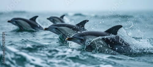 Cornish dolphins captured on camera. © 2rogan