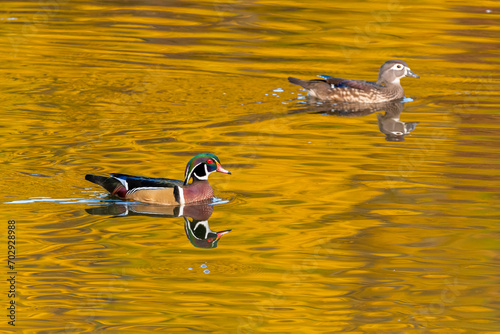 Male and female wood ducks in yellow reflected water