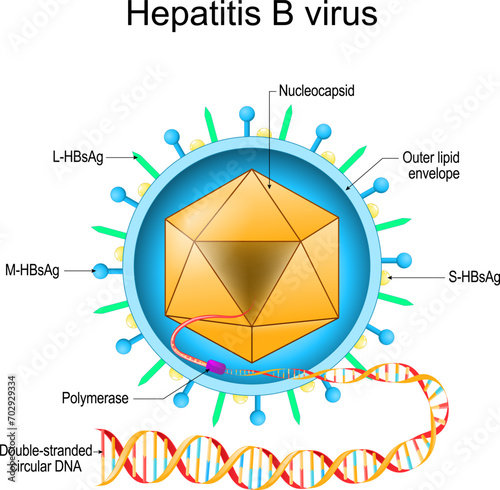 Structure of Hepatitis B virus. Virion anatomy.