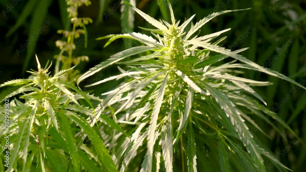 cannabis bush in the garden. Selective focus. cannabis bush in the garden. Selective focus.