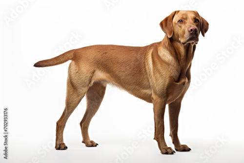 Labrador dog on white background. Generative AI