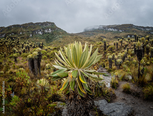 Frailejon landscape in the colombian paramo or moorland, hotsprings in Murillo, Tolima, Colombia near Nevado del Ruiz. Mountains, water and espeletias photo