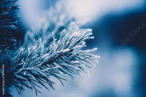 The beautiful needles on the fir tree were covered with frost on a cold January day. Winter and frost. Christmas. photo