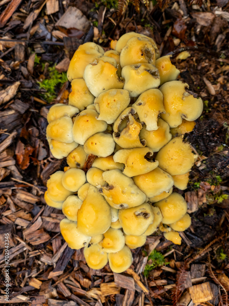 Golden Oyster mushrooms growing wood in County Donegal, Ireland Golden Oyster mushrooms growing wood in County Donegal, Ireland