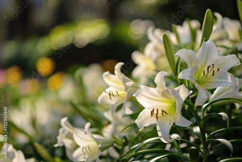 Easter Lilies In Full Bloom  Symbolizing Hope And Renewal During The Festive Season