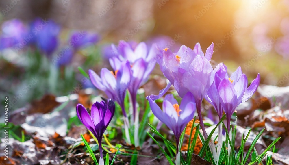 purple crocus flowers bloom in the forest on a sunny spring day purple crocus flowers bloom in the forest on a sunny spring day