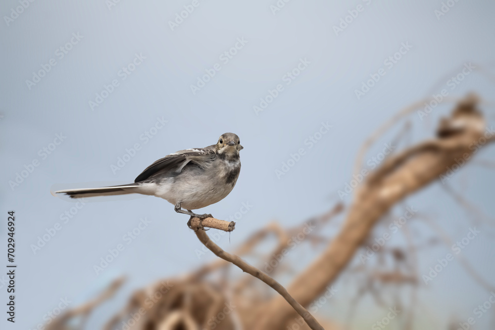 Pied Wagtail, juvenile on a compost heap in the winter