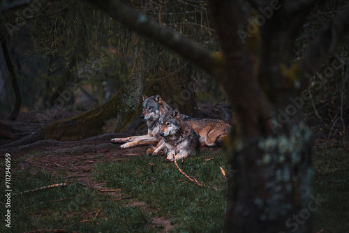 Wolf © Lucas