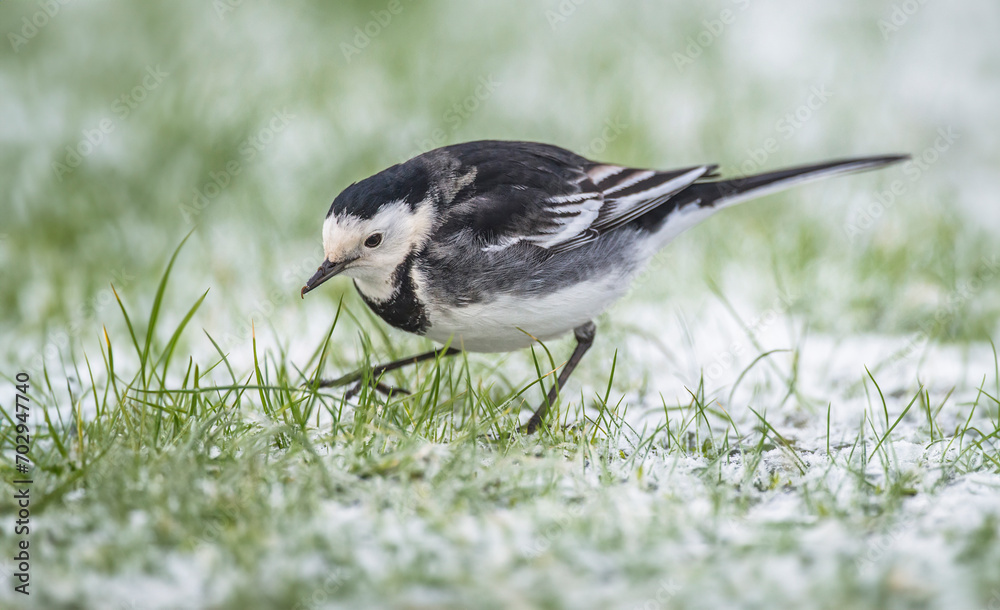 Pied Wagtail on the snow covered grass in the winter Pied Wagtail on the snow covered grass in the winter