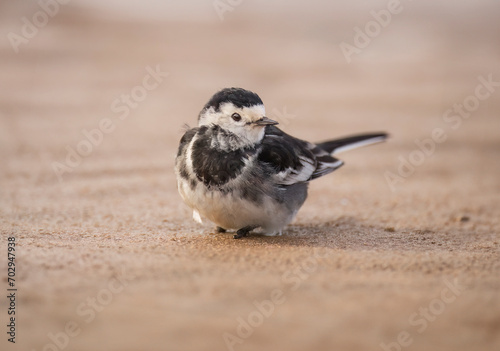 Pied wagtail on a sandy beach in the winter