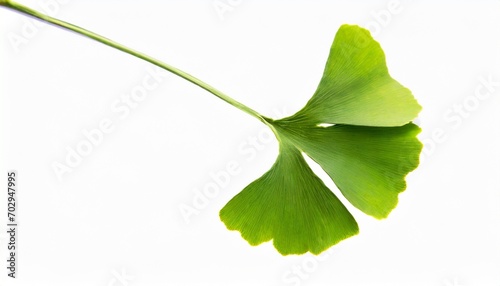 green ginkgo biloba leaf isolated on white background