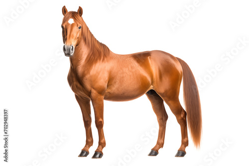 Majestic Brown Horse Isolated on White
