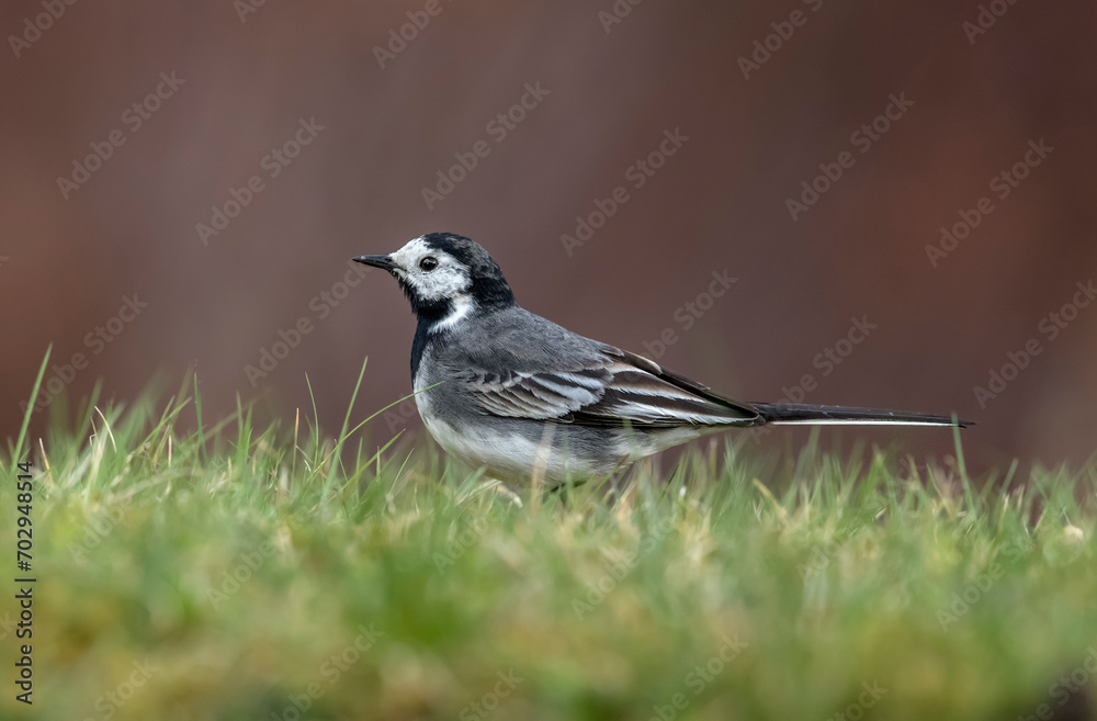 Fototapeta premium Pied Wagtail on the grass in the Springtime