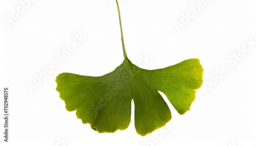 green ginkgo biloba leaf isolated